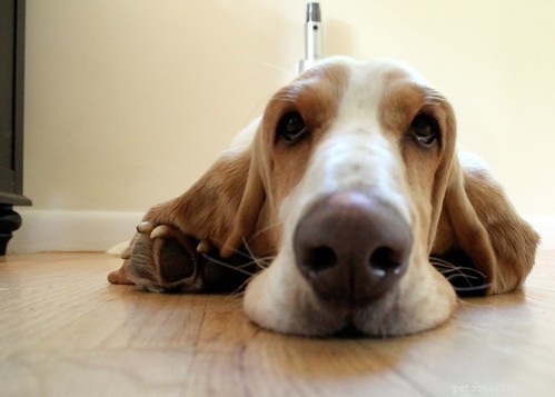 Human Vitamins vs. Canine Needs: What Is Safe for Your Dog?