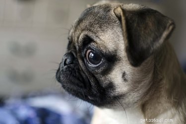 Spotting Infection Signs After Your Dog’s Spay Surgery