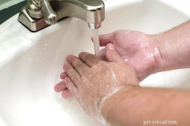 Spotting Infection Signs After Your Dog’s Spay Surgery
