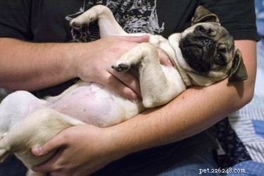 Spotting Infection Signs After Your Dog’s Spay Surgery