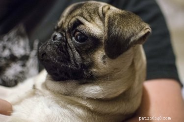 Spotting Infection Signs After Your Dog’s Spay Surgery