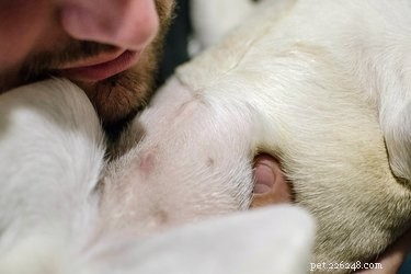 Spotting Infection Signs After Your Dog’s Spay Surgery