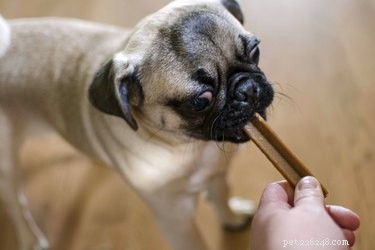 Spotting Infection Signs After Your Dog’s Spay Surgery