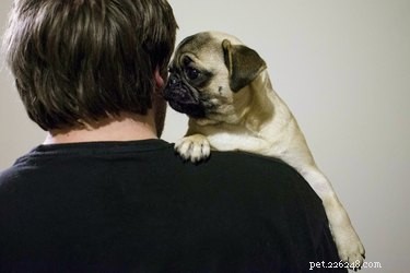 Spotting Infection Signs After Your Dog’s Spay Surgery