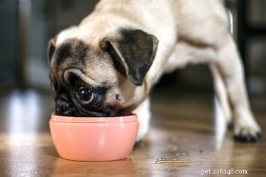 Spotting Infection Signs After Your Dog’s Spay Surgery