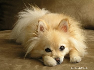 How to Spot Pregnancy in Your Pomeranian: Signs, Tests, and Care