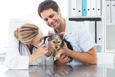How to Test Your Dog s Hearing: Simple Steps for Accurate Results