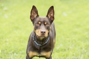How to Test Your Dog s Hearing: Simple Steps for Accurate Results