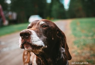 How to Test Your Dog s Hearing: Simple Steps for Accurate Results