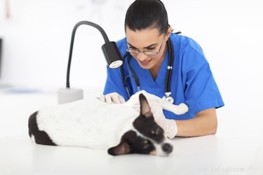Identifying Dog Rashes: Signs, Causes, and Vet Guidance