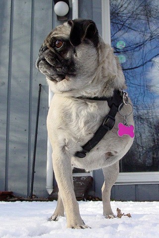 Managing Cold Symptoms in Pugs: Professional Home Care & Vet Guidance