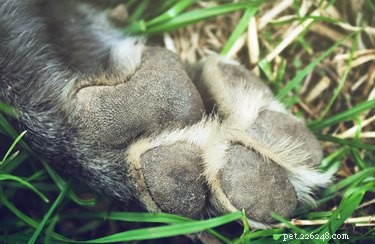 Step‑by‑Step Guide: Splinting a Broken Toe on Your Dog’s Paw