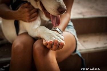 Effective Home Remedies for Soothing Your Dog’s Itchy Paws