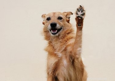 Effective Home Remedies for Soothing Your Dog’s Itchy Paws