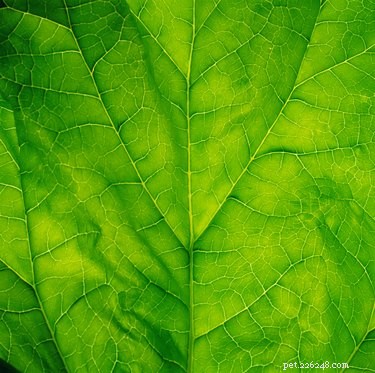 Top Safe Vegetables for Your Dog s Healthy Diet