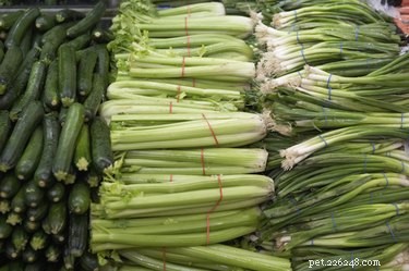 Top Safe Vegetables for Your Dog s Healthy Diet