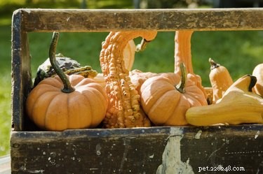 Top Safe Vegetables for Your Dog s Healthy Diet