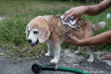 Safe & Effective Use of Avon Skin So Soft for Flea Control in Dogs & Cats