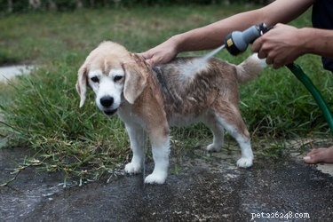 Safe & Effective Use of Avon Skin So Soft for Flea Control in Dogs & Cats