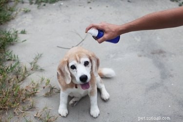 Safe & Effective Use of Avon Skin So Soft for Flea Control in Dogs & Cats