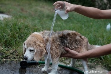 Safe & Effective Use of Avon Skin So Soft for Flea Control in Dogs & Cats