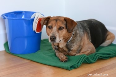 Using Bleach Safely to Treat Dogs’ Skin Problems