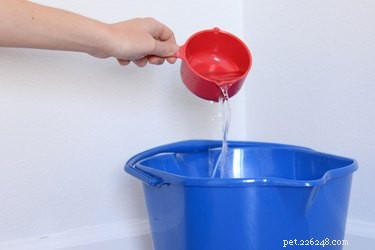 Using Bleach Safely to Treat Dogs’ Skin Problems
