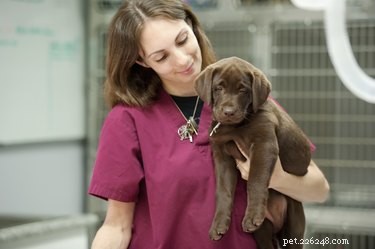 Urgent Care Guide: Treating a Puppy with Rectal Prolapse