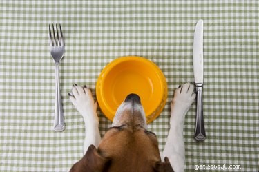 Homemade Nutrition Plans to Support Dogs with Kidney Disease