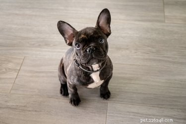 Effective Puppy Diarrhea Care: Quick, Safe Relief & Prevention