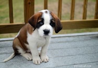 Effective Puppy Diarrhea Care: Quick, Safe Relief & Prevention