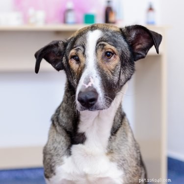Managing Mucus in Your Dog’s Stool: Causes, Symptoms, and Effective Treatments