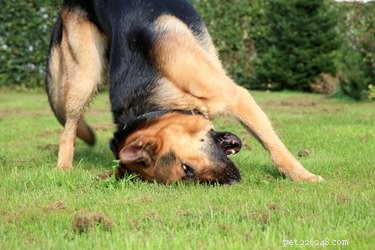 Blue Power Homemade Dog Ear Cleaner – Safe, Gentle, Effective Ear Care