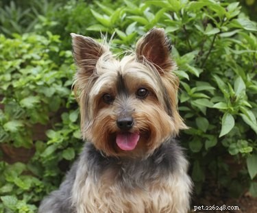 Understanding Seizure Causes in Yorkies: Signs, Risks, and Veterinary Guidance