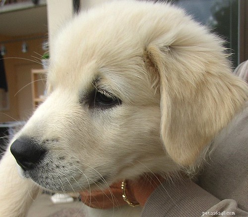 Dog Appetite Loss & Diarrhea: Causes, Symptoms, and Care