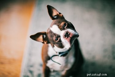 Dog Life Expectancy with Diabetes: Treatment, Prognosis, and Care