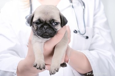 Effective UTI Treatment Guide for Puppies: Quick Relief & Prevention