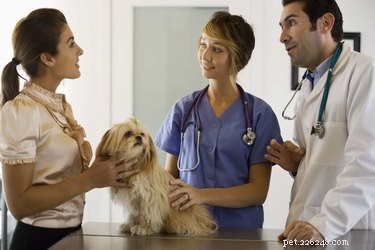 Lowering BUN & Creatinine in Dogs: Expert Tips for Kidney Health