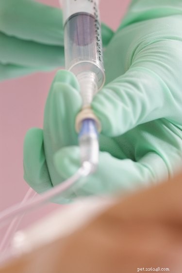 Lowering BUN & Creatinine in Dogs: Expert Tips for Kidney Health