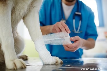 Safe Guide: Removing Surgical Staples from Dogs—Expert Tips & Precautions