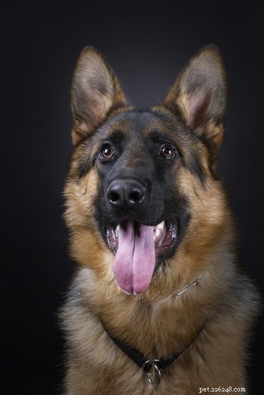Understanding and Treating Hind Leg Weakness in Dogs