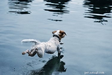 Safely Remove Water from Your Dog’s Ear – Quick, Effective Steps