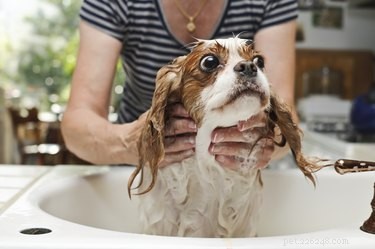 Chlorhexidine Gluconate: Safe Use and Precautions for Dogs