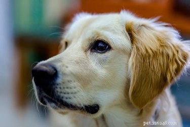 Trusted Natural Remedies for Golden Retriever Ear Health