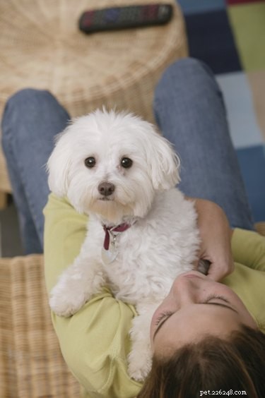 The Ultimate Guide to Caring for Your Shih‑Poo: Step‑by‑Step Care Tips