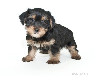 Step-by-Step Guide to Caring for Your Morkie