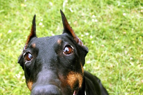 Reversing a Dog’s Enlarged Heart: Treatment Options & Expert Care
