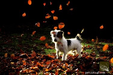 Peat Moss and Dogs: Safe Use, But Watch for Digestive Upset