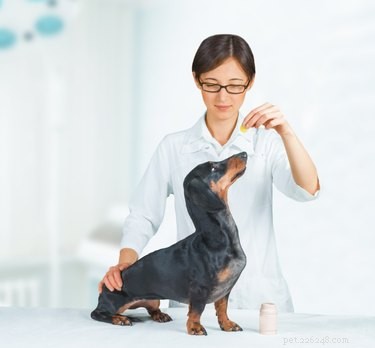 Safe Ways to Use Metamucil for Your Dog s Digestive Health