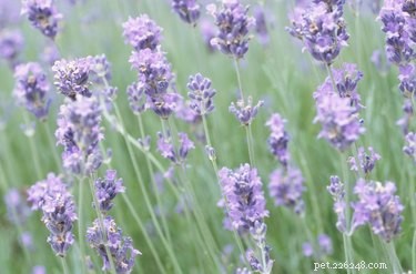 Is Lavender Safe for Dogs? Expert Answers on Toxicity and Benefits